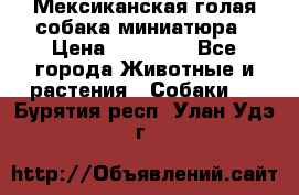 Мексиканская голая собака миниатюра › Цена ­ 53 000 - Все города Животные и растения » Собаки   . Бурятия респ.,Улан-Удэ г.